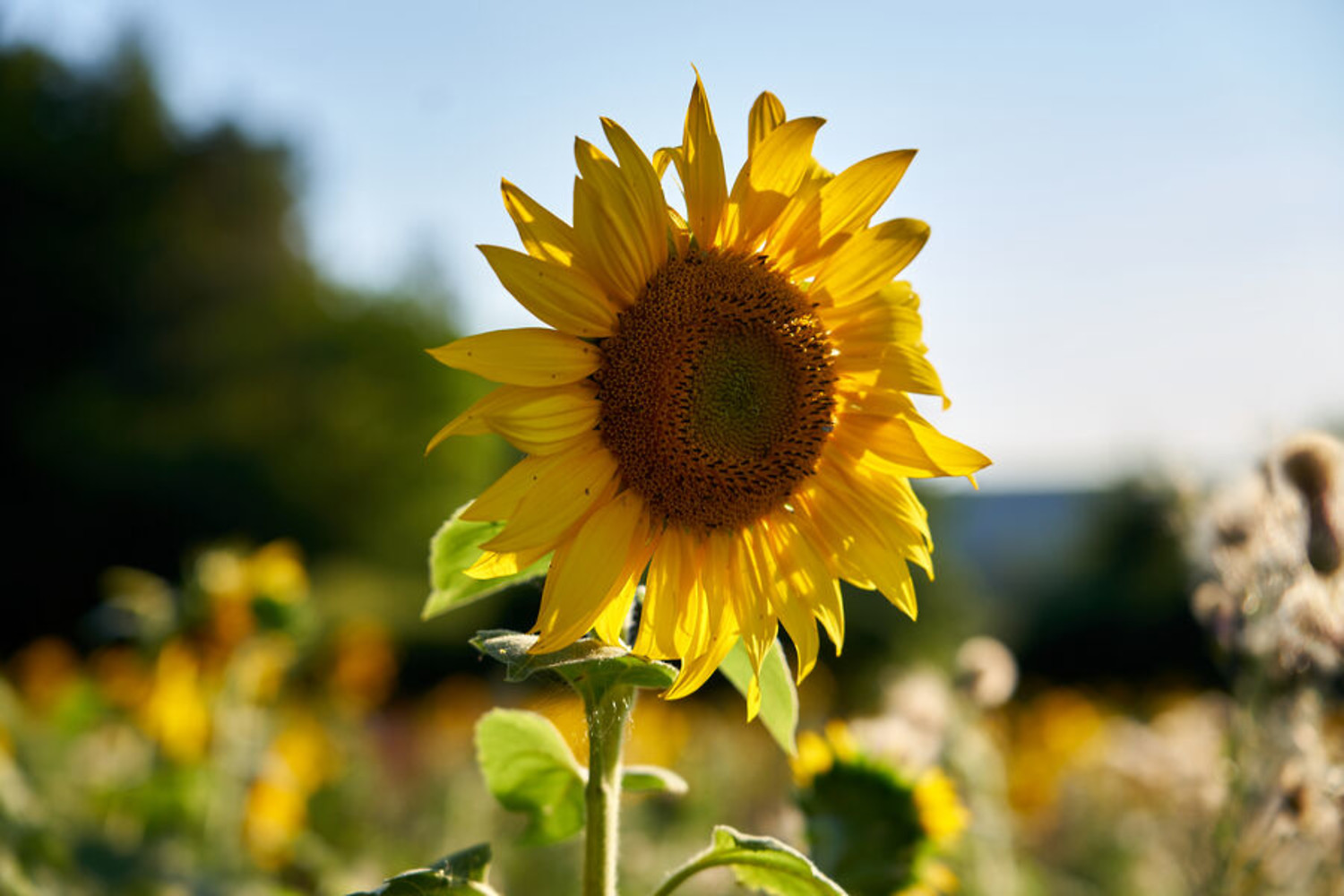 Sonnenblume &ndash;  (10.10.2022, Ulrich Büscher &copy;&nbsp;VGN)