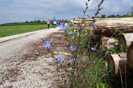 Am Wegesrand &ndash; (12.07.2018, VGN S.Daßler &copy;&nbsp;VGN GmbH)
