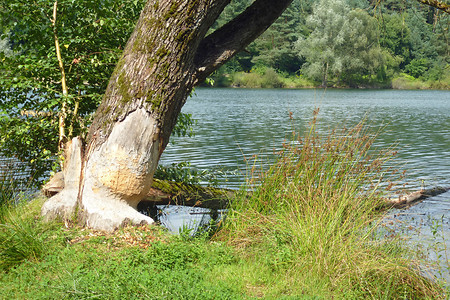 Biberspuren... &ndash; ... aber leider ohne Biber! (24.08.2014, VGN &copy;&nbsp;VGN GmbH)