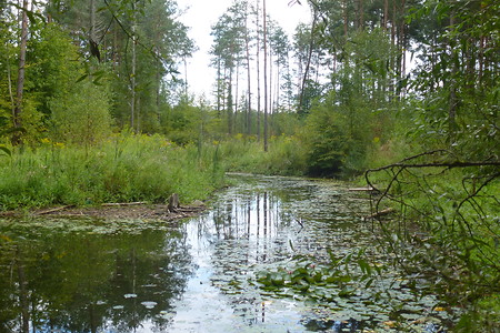 Uferbereich am Birkensee &ndash; (VGN &copy;&nbsp;VGN GmbH)