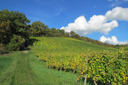 Fränkische Weinberge &ndash; (VGN &copy;&nbsp;VGN GmbH)