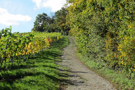 Weinwandern &ndash; (VGN &copy;&nbsp;VGN GmbH)