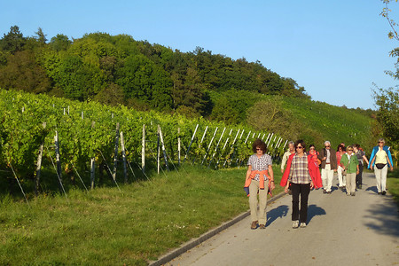 Wandergruppe in den Weinbergen &ndash; (VGN &copy;&nbsp;VGN GmbH)