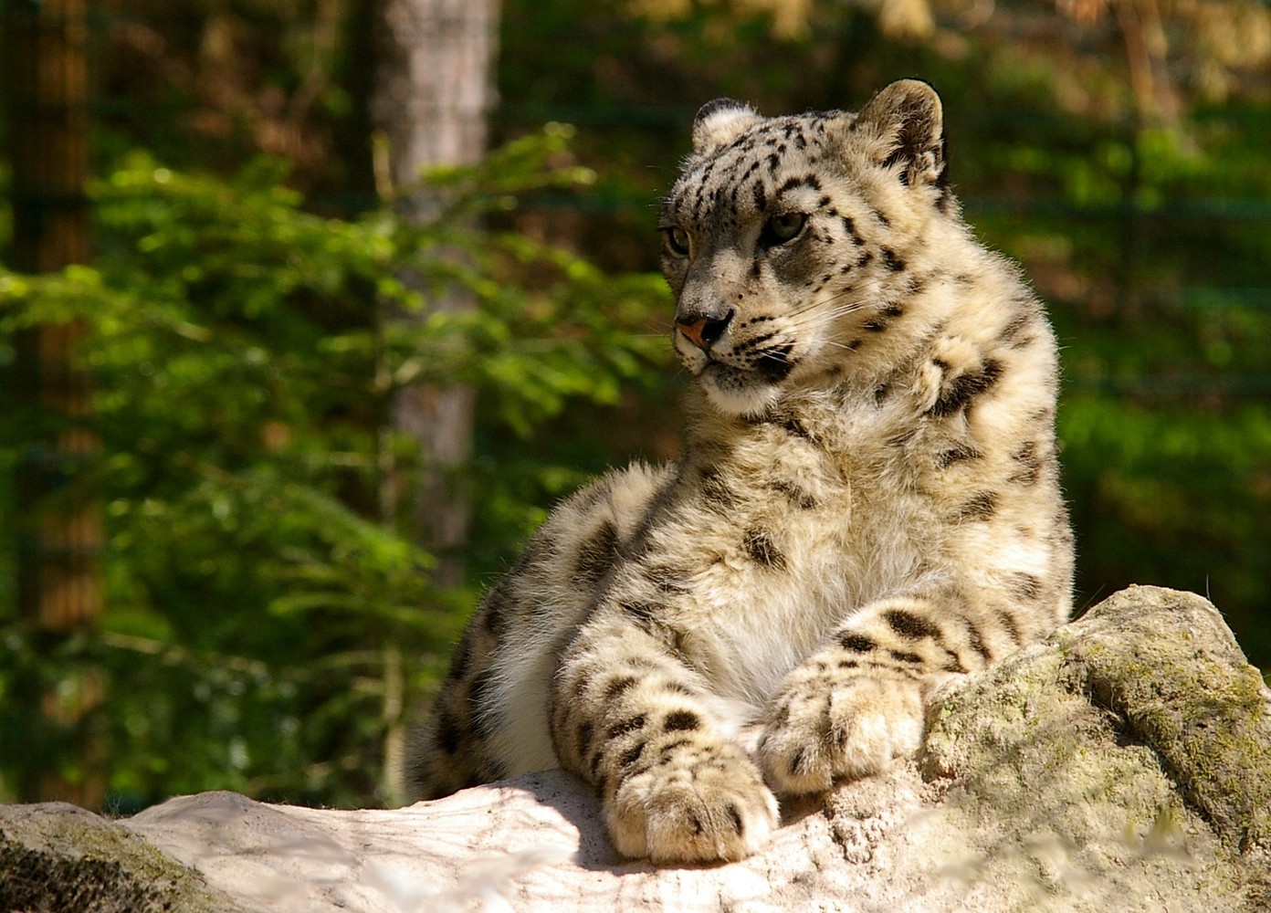 Schneeleopard &ndash;  (Tiergarten Nürnberg &copy;&nbsp;Tiergarten Nürnberg)