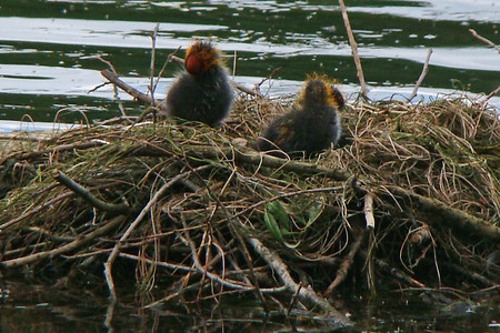 Junge Blässhühner &ndash; (08.06.2012, Mlnarik &copy;&nbsp;Mlnarik)