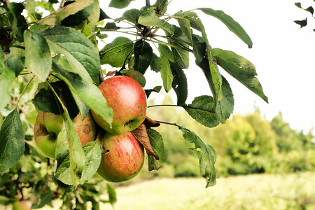 Äpfel am Baum &ndash; (17.02.2020, U. Buescher &copy;&nbsp;VGN GmbH)