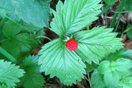 Walderdbeere &ndash; (01.07.2015, VGN &copy;&nbsp;VGN GmbH)