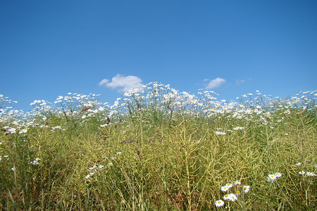 Blumenwiese &ndash; (01.07.2015, VGN &copy;&nbsp;VGN GmbH)