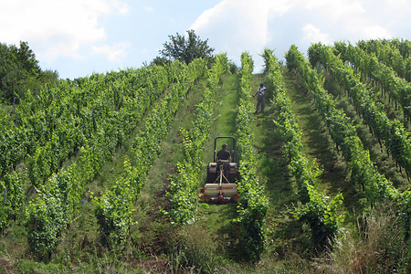 Weinberge nach Zell &ndash; (Rück &copy;&nbsp;Rück)