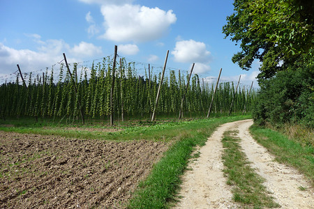 Hopfen &ndash; (03.09.2013, Landkreis ERH &copy;&nbsp;Landkreis ERH)