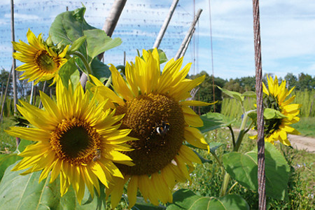 Sonnenblumen &ndash; (20.09.2010, up3 &copy;&nbsp;up3)