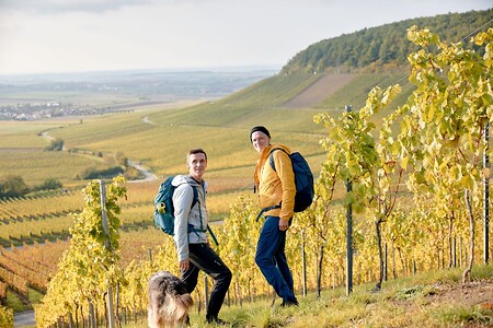 NEU: Weinhang-Wandern und Wallfahrtshistorie rund um Zeil am Main | Tour 158