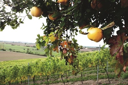 Birnen am Baum &ndash; (03.12.2019, U. Buescher &copy;&nbsp;VGN GmbH)