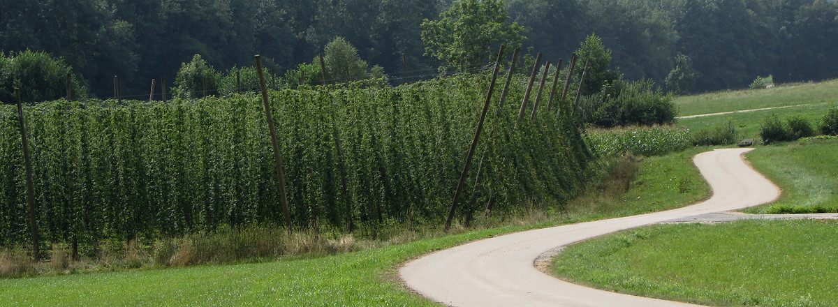 Hopfenfeld im Blick &ndash;  (13.08.2013, VGN &copy;&nbsp;VGN GmbH)