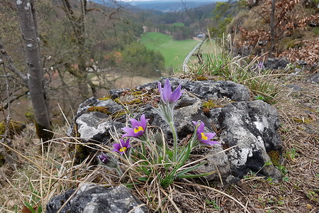 Küchenschellen am Neutrasfelsen &ndash; (15.04.2018, VGN S.Dassler &copy;&nbsp;VGN GmbH)