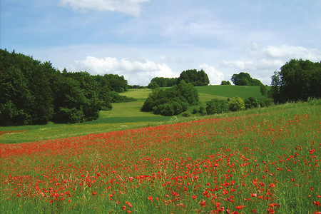 Mohnblumen, Blumenwiese &ndash; (VGN &copy;&nbsp;VGN GmbH)