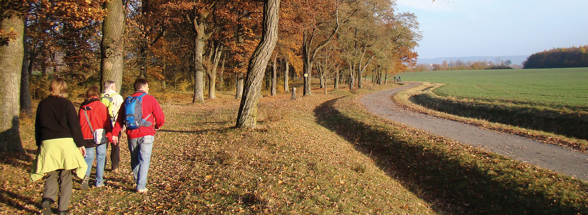 Allee vor Bad Windsheim &ndash;  (07.11.2011, VGN &copy;&nbsp;VGN GmbH)