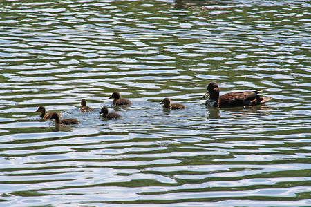 Entenfamilie &ndash; (13.05.2012, VGN &copy;&nbsp;VGN GmbH)