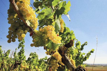 Weinreben &ndash; (14.02.2020, Weinparadies Franken &copy;&nbsp;Weinparadies Franken)