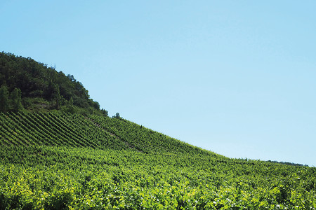 Weinberg 2 &ndash; (14.02.2020, G. Härer &copy;&nbsp;VGN GmbH)