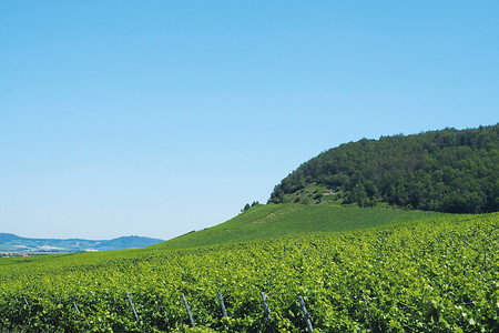 Weinberg 1 &ndash; (14.02.2020, G. Härer &copy;&nbsp;VGN GmbH)