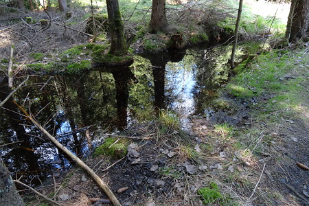 Durchs Fichtelseemoor &ndash; (05.05.2016, VGN &copy;&nbsp;VGN GmbH)