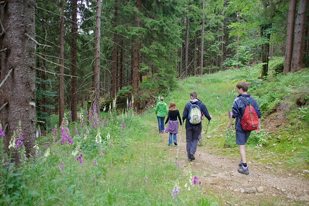 Durch den Wald &ndash; (VGN &copy;&nbsp;VGN GmbH)