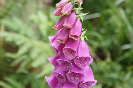 Roter Fingerhut &ndash; (Michael Sawluk &copy;&nbsp;VGN GmbH)