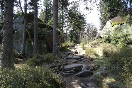 Waldweg über Stock und Stein &ndash; (05.05.2016, VGN &copy;&nbsp;VGN GmbH)