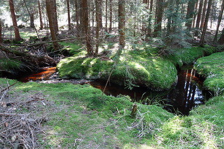 Fichtelseemoor &ndash; (05.05.2016, VGN &copy;&nbsp;VGN GmbH)