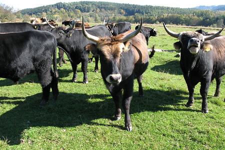 Auerochsengehege &ndash; (22.12.2015, Horst Müller Auerbach &copy;&nbsp;Horst Müller Auerbach)
