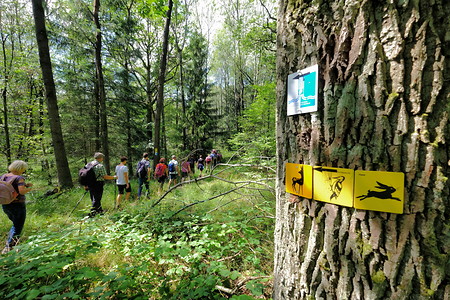 Durch den Wald &ndash; (11.08.2019, Michael Kronau &copy;&nbsp;Michael Kronau)