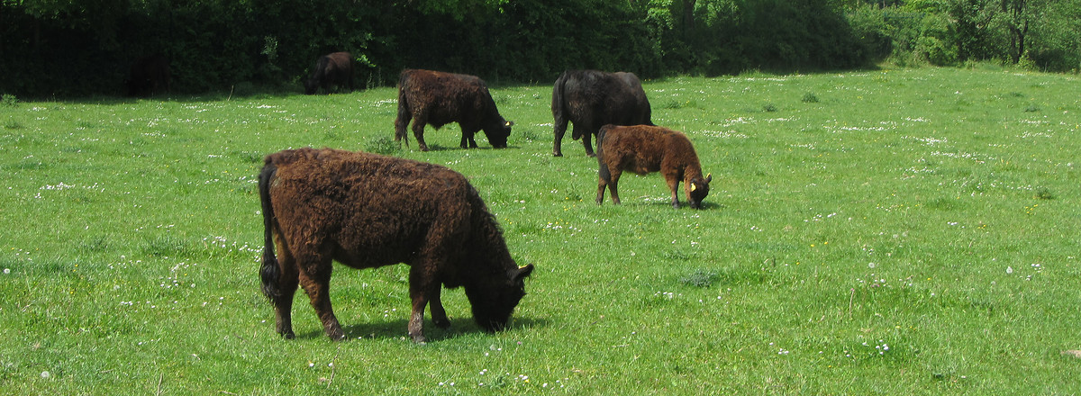 Weiderinder &ndash;  (Rück &copy;&nbsp;Rück)