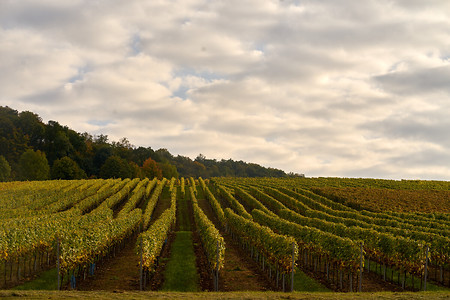 Weinland &ndash; (17.10.2021, U. Buescher &copy;&nbsp;VGN GmbH)