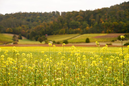 Blumenwiese &ndash; (01.08.2021, U. Buescher &copy;&nbsp;VGN GmbH)