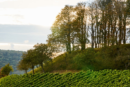 Weinland &ndash; (05.10.2021, U. Buescher &copy;&nbsp;VGN GmbH)