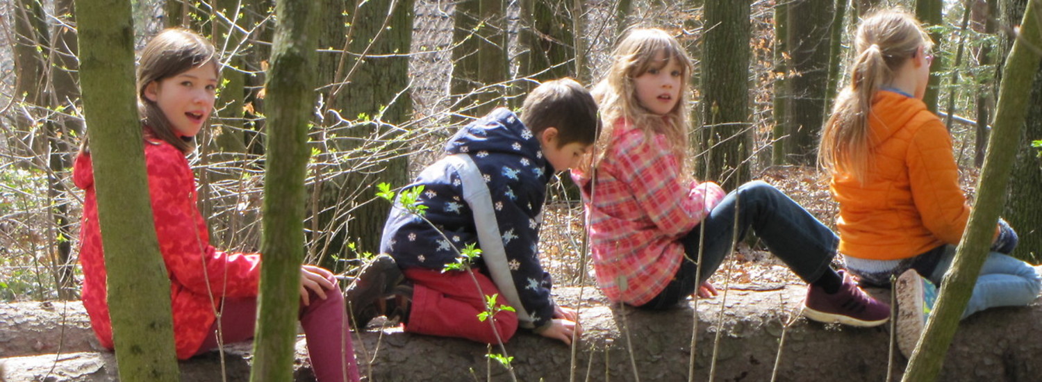 Baumstammzug im Fürther Stadtwald. &ndash;  (&copy;&nbsp;VGN GmbH)