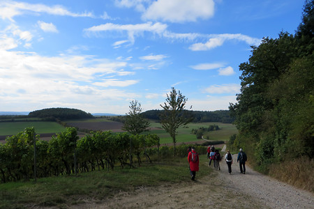 Am Rand der Weinberge &ndash; (10.11.2016, VGN &copy;&nbsp;VGN GmbH)