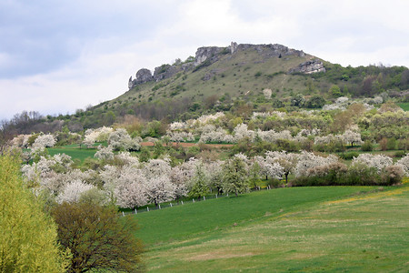 Kirschblüte &ndash; (VGN &copy;&nbsp;VGN GmbH)