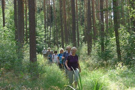 Waldwanderweg &ndash; (18.02.2019, Gertrud Härer &copy;&nbsp;Gertrud Härer)