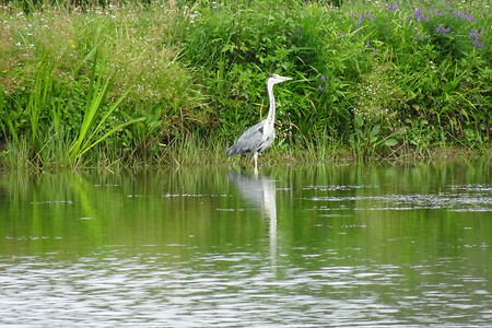 Reiher am Weiher &ndash; (20.07.2018, VGN S.Daßler &copy;&nbsp;VGN GmbH)