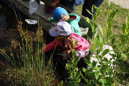 Auf der Suche &ndash; (10.07.2018, LBV Umweltstation Rothsee &copy;&nbsp;LBV Umweltstation Rothsee)