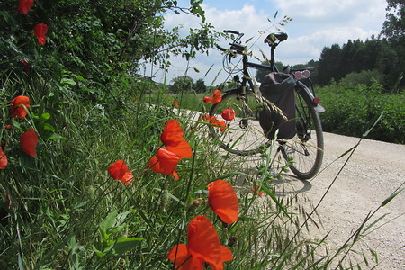 Mohn am Weg &ndash; (09.06.2016, VGN &copy;&nbsp;VGN GmbH)