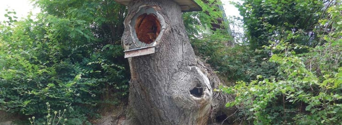 Naturdenkmal Steineiche &ndash;  (15.09.2020, G. Härer &copy;&nbsp;VGN GmbH)