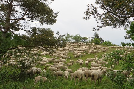 Schafherde &ndash; (29.09.2015, VGN &copy;&nbsp;VGN GmbH)