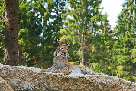Wildpark Mehlmeisel - Luchs &ndash; (Erlebnis Ochsenkopf &copy;&nbsp;Erlebnis Ochsenkopf)
