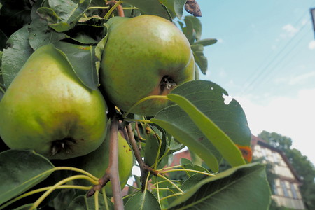 Birnen am Baum &ndash; (10.08.2019, U. Buescher &copy;&nbsp;VGN GmbH)