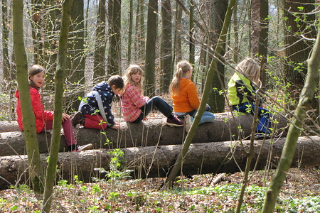 Baumstammzug &ndash; (20.02.2017, VGN &copy;&nbsp;VGN GmbH)