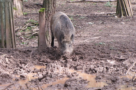 Wildschwein &ndash; (20.02.2017, VGN &copy;&nbsp;VGN GmbH)