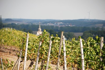 Im Weinberg &ndash; (08.10.2018, VGN &copy;&nbsp;VGN GmbH)